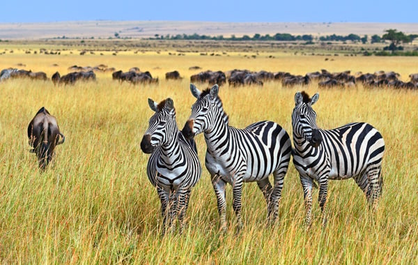 Wildlife safari in Tanzania featuring elephants and lions in Tarangire and Ngorongoro Crater